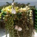 Collecion de pincho_villa