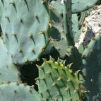 Collecion de pincho_villa