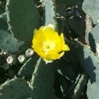 Collecion de pincho_villa