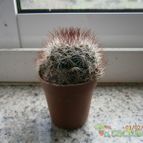 Collecion de pinchosgz