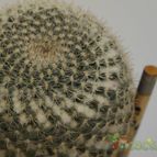 Collecion de piojillo15661