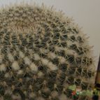 Collecion de piojillo15661