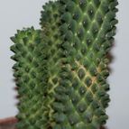 Collecion de piojillo15661