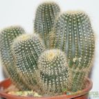 Collecion de piojillo15661