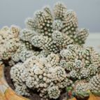 Collecion de piojillo15661