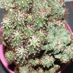 Collecion de piojillo15661