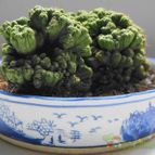 Collecion de piojillo15661