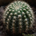 Collecion de piojillo15661