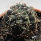 Collecion de piojillo15661