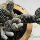 Collecion de piojillo15661