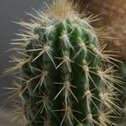 Collecion de piojillo15661