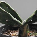 Collecion de piojillo15661