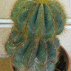 Collecion de piojillo15661