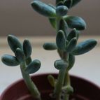 Collecion de piojillo15661