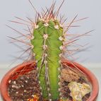 Collecion de piojillo15661