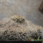 Echinopsis schieliana