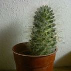 Collecion de pomelito