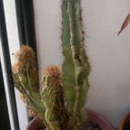 Collecion de pomelito