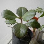 Collecion de pomelito