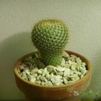 Collecion de pomelito