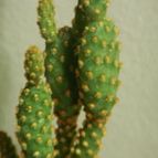 Collecion de pomelito