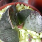 Collecion de pomelito