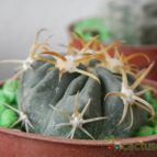 Collecion de pomelito