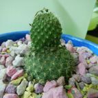 Collecion de pomelito