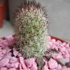 Collecion de pomelito