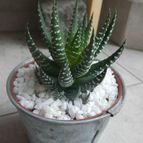 Collecion de pomelito