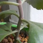 Collecion de pomelito