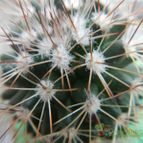 Collecion de pomelito