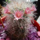 Collecion de pomelito