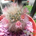 Collecion de pomelito