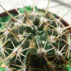 Collecion de pomelito
