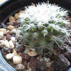 Collecion de prohibid0x