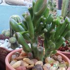 Collecion de psicodude