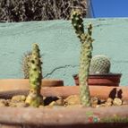 Collecion de psicodude