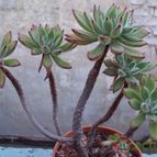 Collecion de psicodude