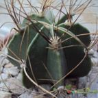 Astrophytum capricorne fma. nudum