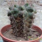 Collecion de psicodude