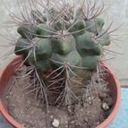 Collecion de psicodude