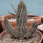 Collecion de psicodude