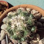 Collecion de psicodude