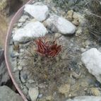 Collecion de pweedafter