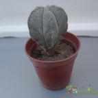 Collecion de quebracho1