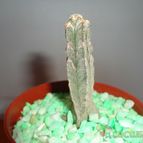 Collecion de quebracho1