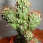 Collecion de quebracho1
