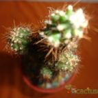 Collecion de quebracho1