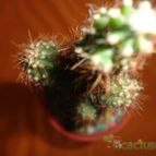Collecion de quebracho1